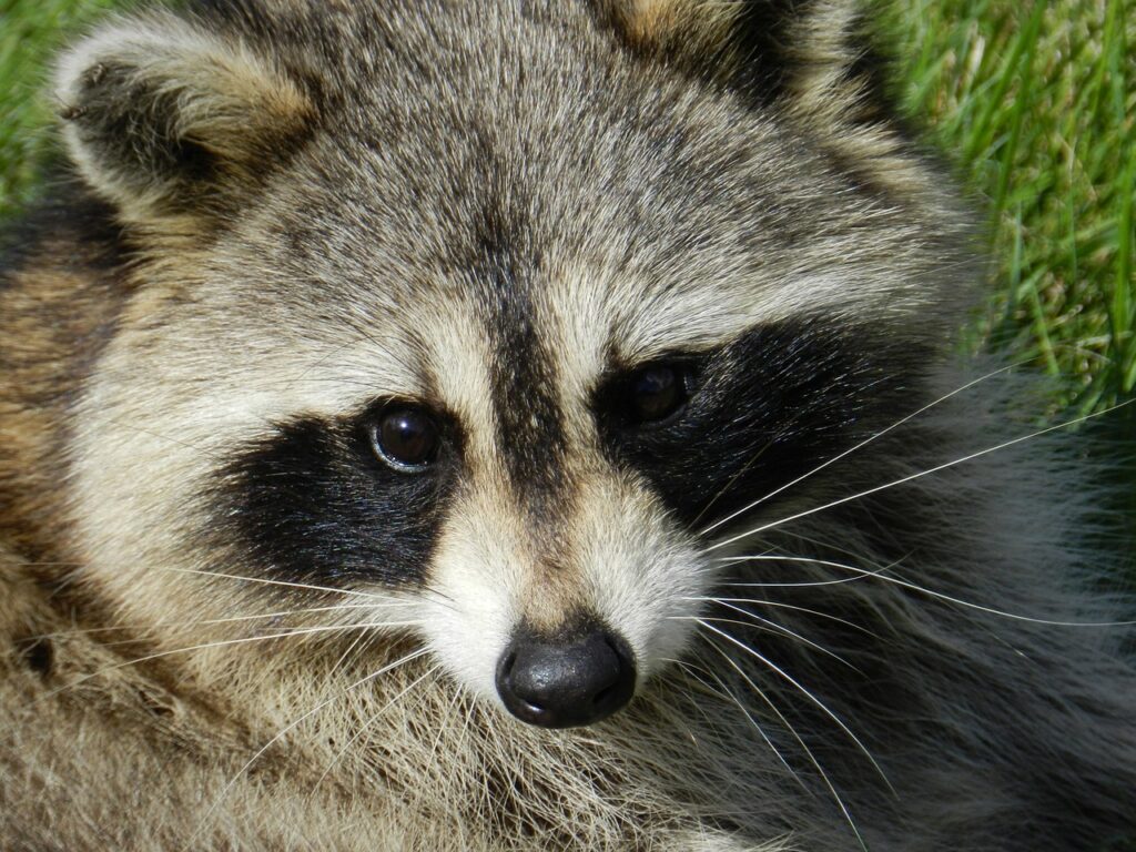 raccoon, animal, procyon lotor-165188.jpg